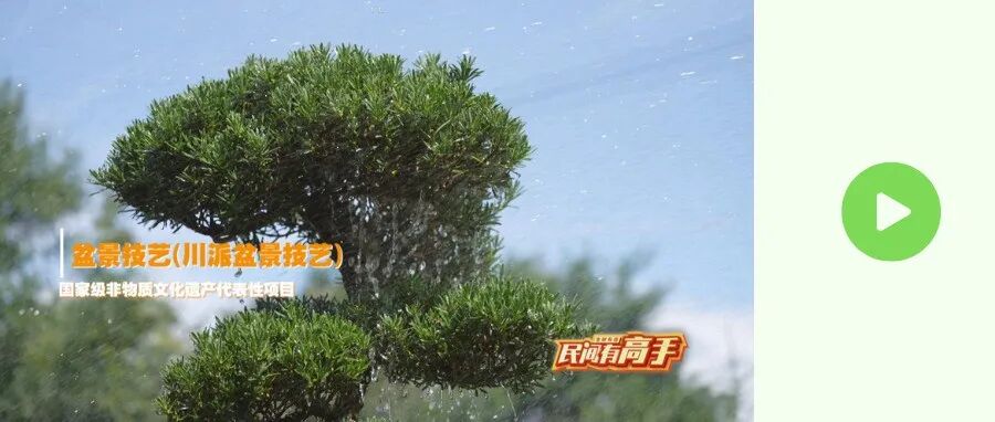 今晚19:00！CCTV-2《生财有道》揭秘温江川派盆景“点绿成金”