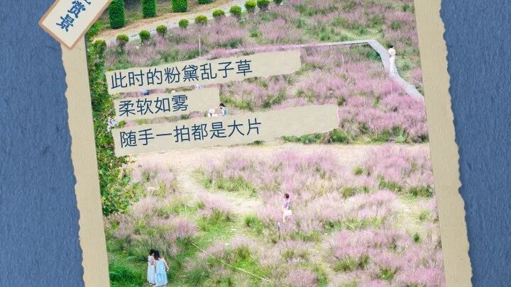 粉黛子开了、桂花又香了！偷一天闲刚刚好🍂