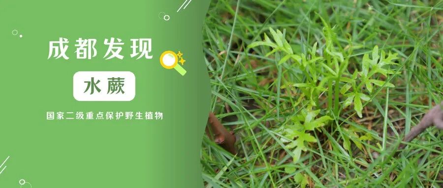 国家二级重点保护野生植物！现身温江→