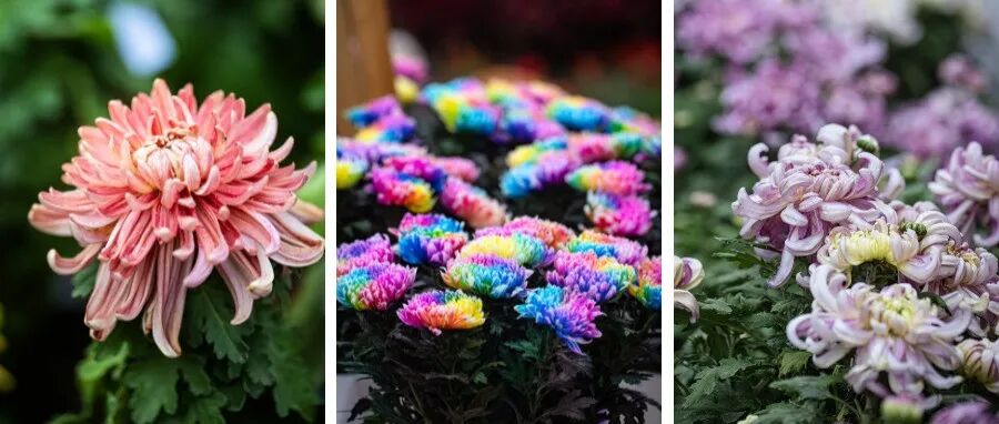 鲁家滩音乐牧场@你，来花丛里听歌啦~