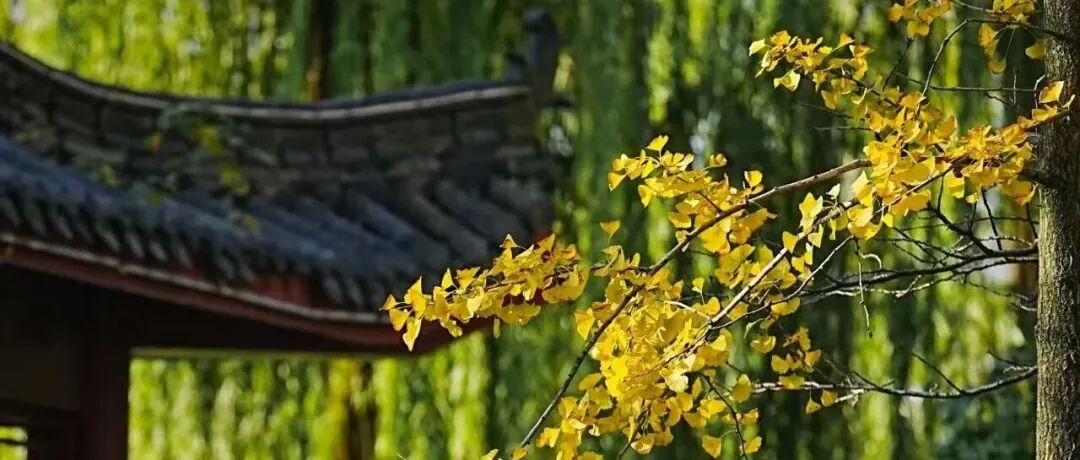 今日寒露