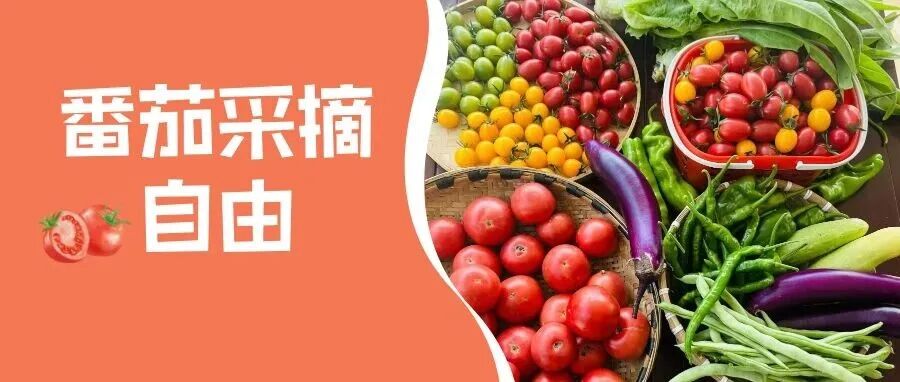 周末约！来温江摘番茄啦～（文末有福利）