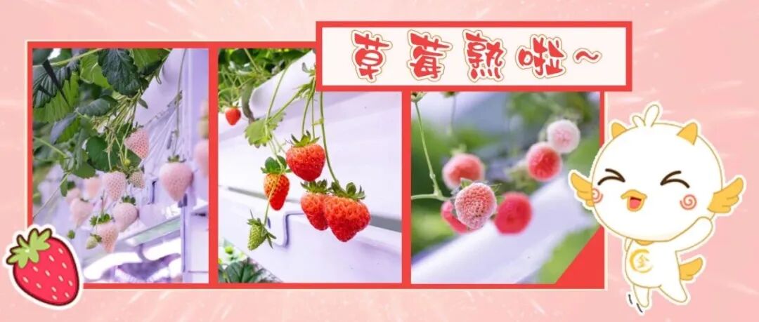 温江超级植物工厂的首批草莓，熟了！