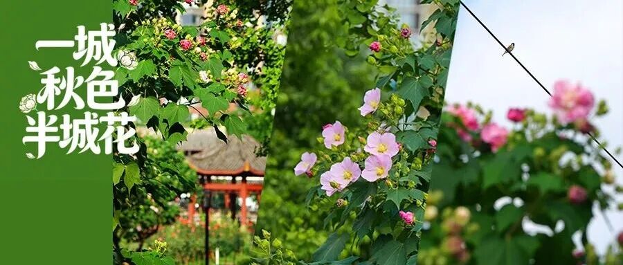 芙蓉开爆深秋！快出门打卡一城锦绣~