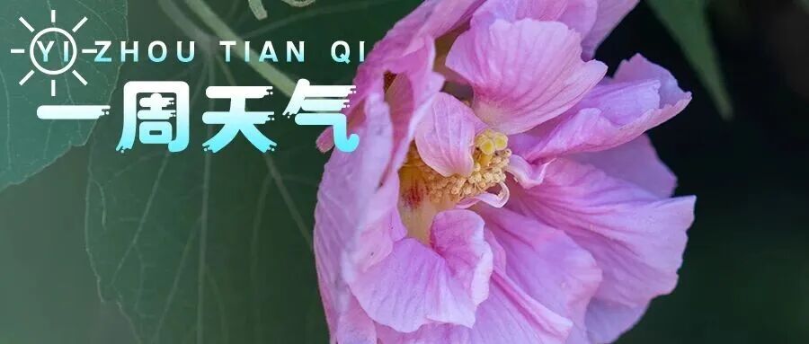 【一周天气】降！温！最低12℃，注意添衣保暖
