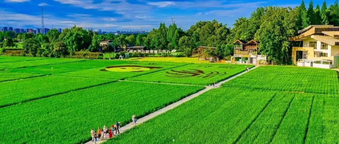 全省第一！温江“水稻+”项目展示现代农业硬实力