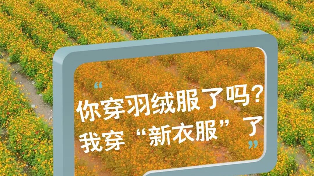 温江这个花海又换“新衣服”了~🌸🌸