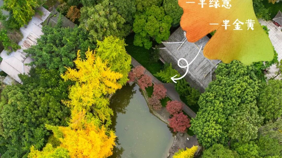 一半绿意🍃 一半金黄🍂！慢慢与温江温柔相遇