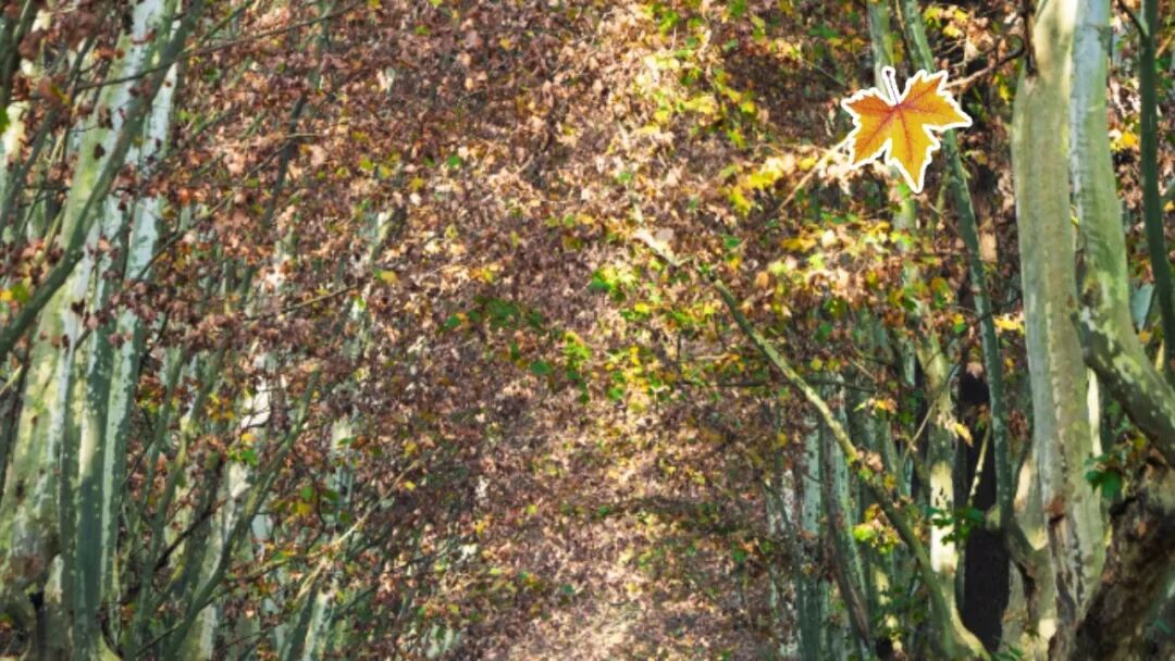 成都的初冬“天花板”！错过等一年！