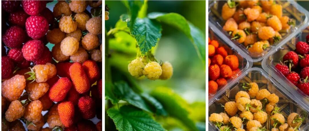 温江这里的树莓熟了！走，带娃采摘尝鲜→（文末有福利）