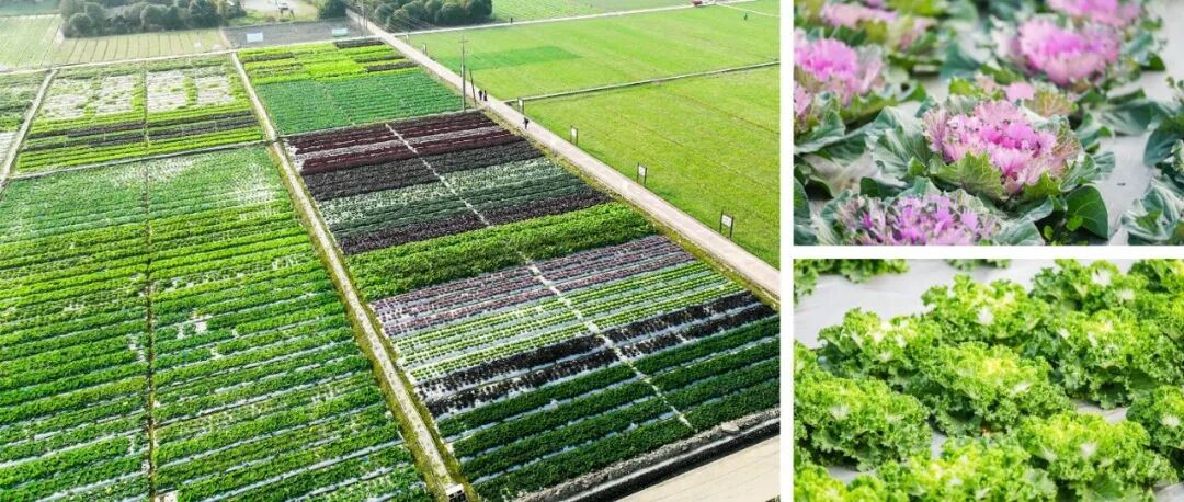 颜值与味蕾的双重享受！温江蔬菜届来了新“网红”→