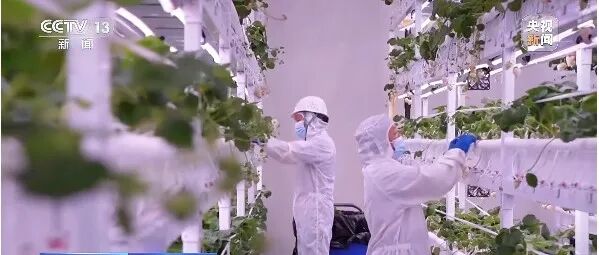 央视关注！温江草莓365天不间断采摘的秘密→