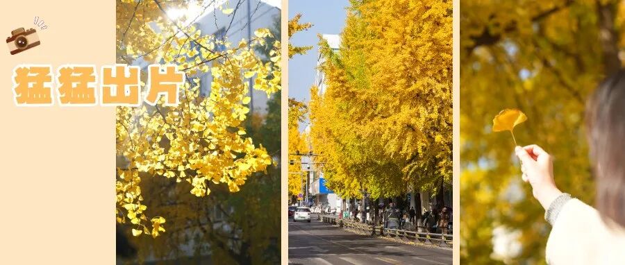 在“杏”福满满的大南街！这样拍超出片🤳🤳🤳