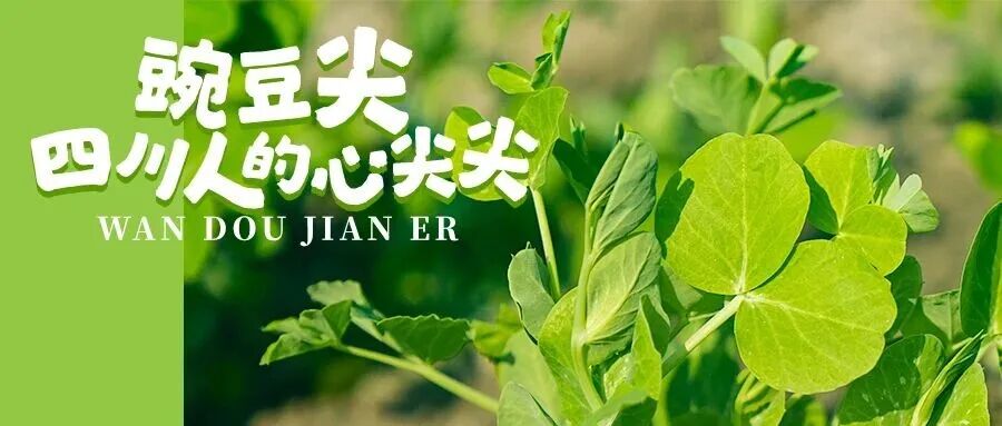 @温江人，上桌！你的“心尖尖”来啦~