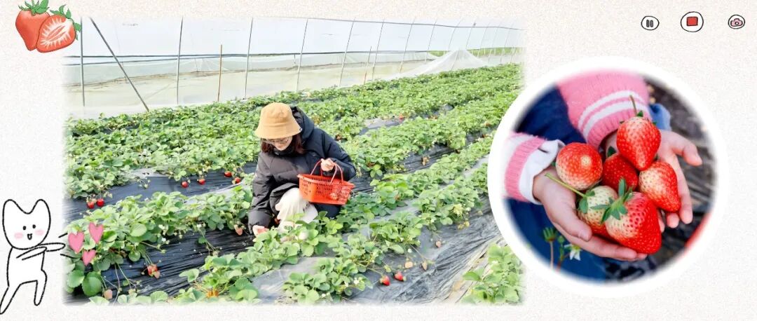 甜透冬日！来温江“花式”解锁“莓”好时光~