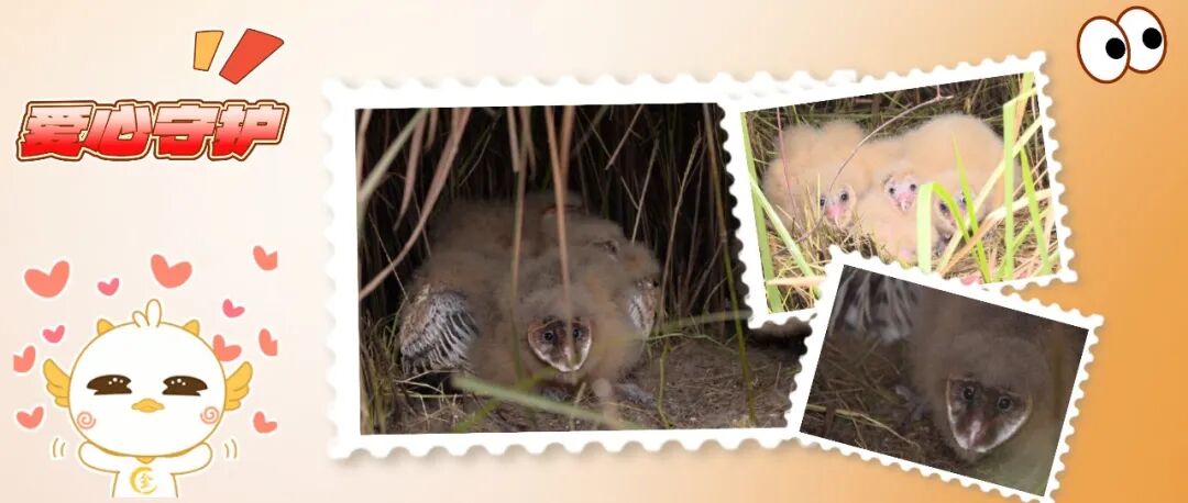 羽翼渐丰！温江草鸮要 “离家”，这份守护与不舍藏不住了