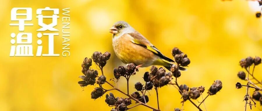 早安温江 | 川AG车主注意！成都二绕高速通行有变