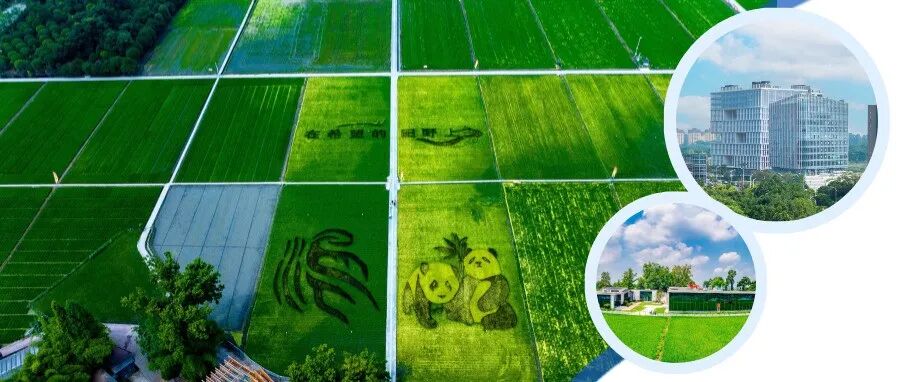 科技赋能、龙头引领！温江在“希望的田野上”写下新答卷