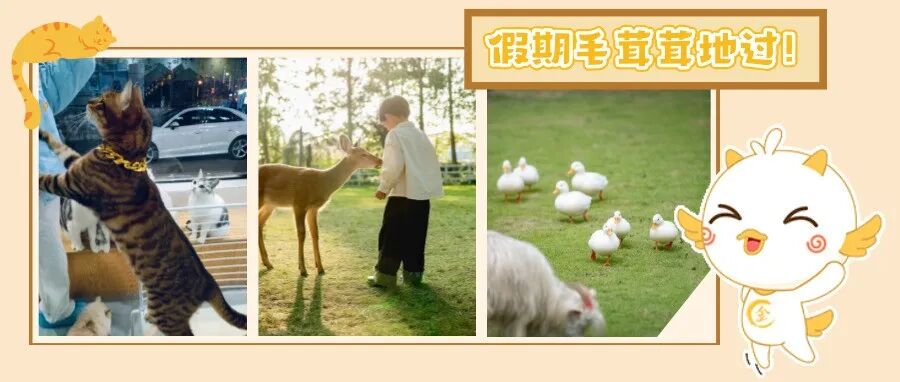 “毛茸茸”的快乐！来温江，开rua→