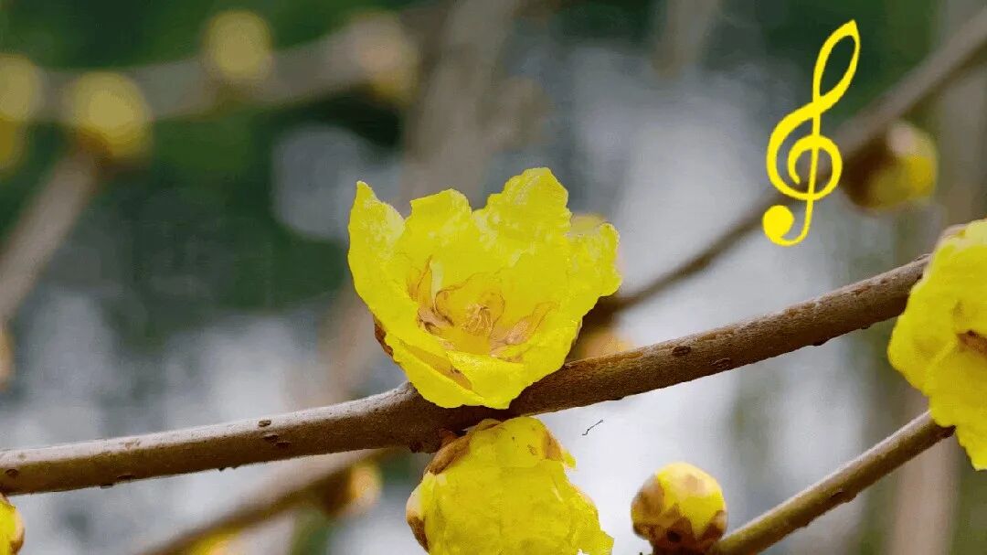 蜡梅开了，来温江寻找诗意与期待！