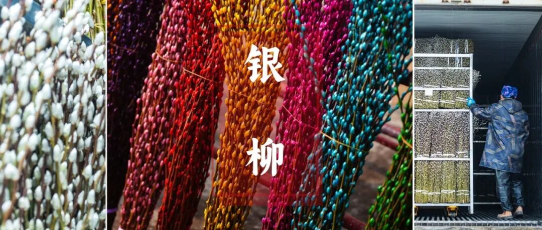 70万枝启程欧洲！温江银柳海外“朋友圈”或将再扩容