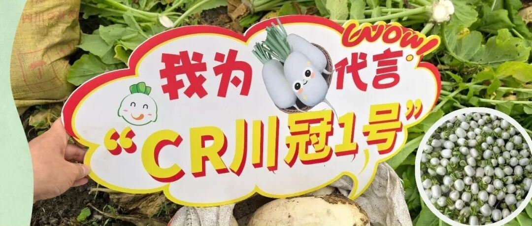 萝卜“杀手”克星来了！温江示范种植的“CR川冠1号”上市
