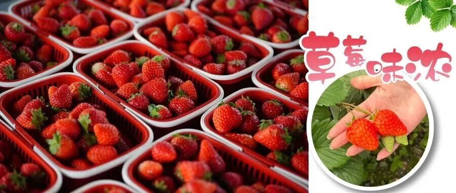 温江这家草莓“持证上岗”，等你来尝鲜🥰