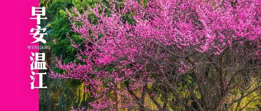 早安温江 | 春节出游必看！成都航空口岸这些时段最拥挤