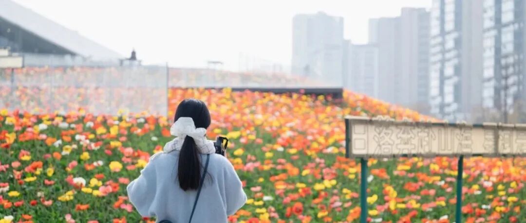 🤳超出片！春节来温江打卡虞美人花海~