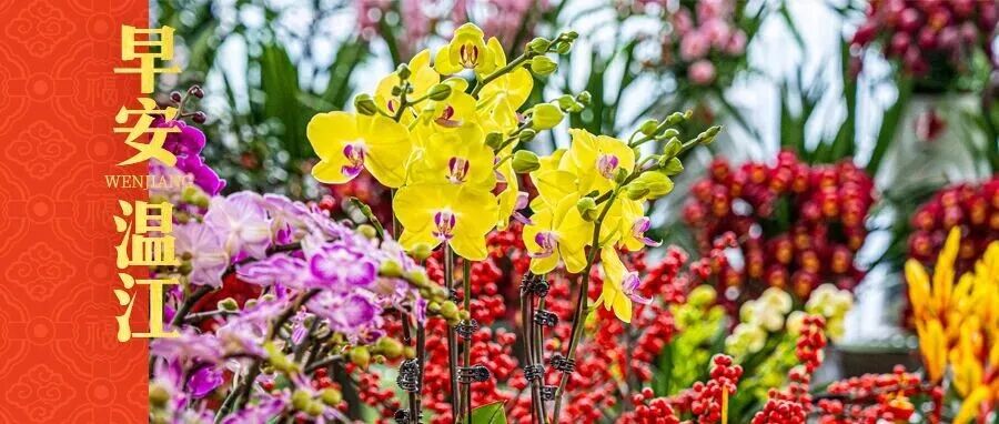 早安温江丨福马迎春