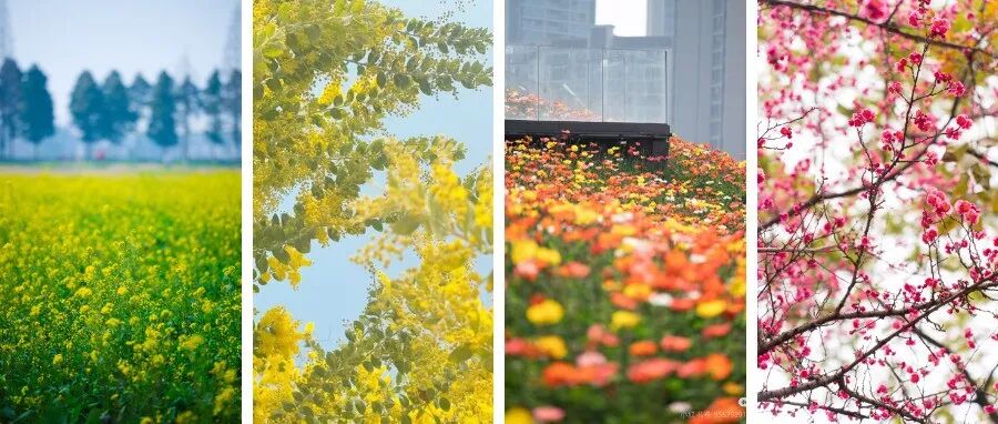 抓住假期的尾巴！共赴一场春日花事~