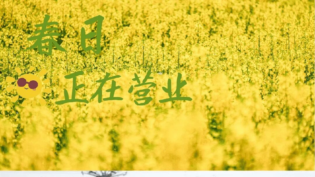 “油”点好看！温江的春天是金色的~