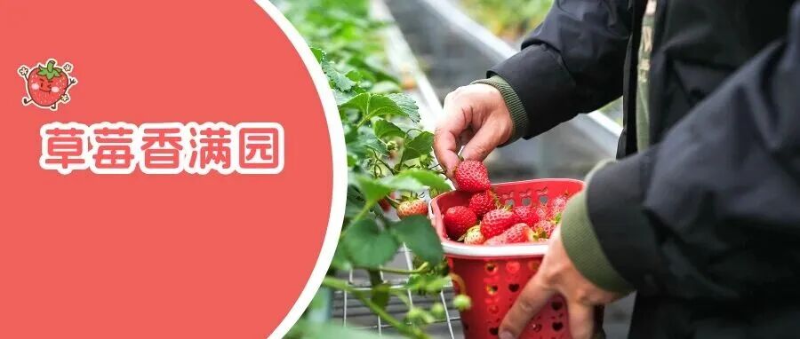 “莓”好邀约！来温江摘草莓啦~（文末有福利）
