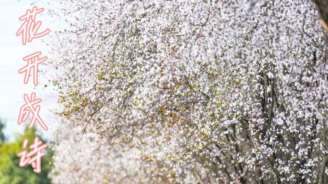 温江春日氛围感，都藏在这“李”~