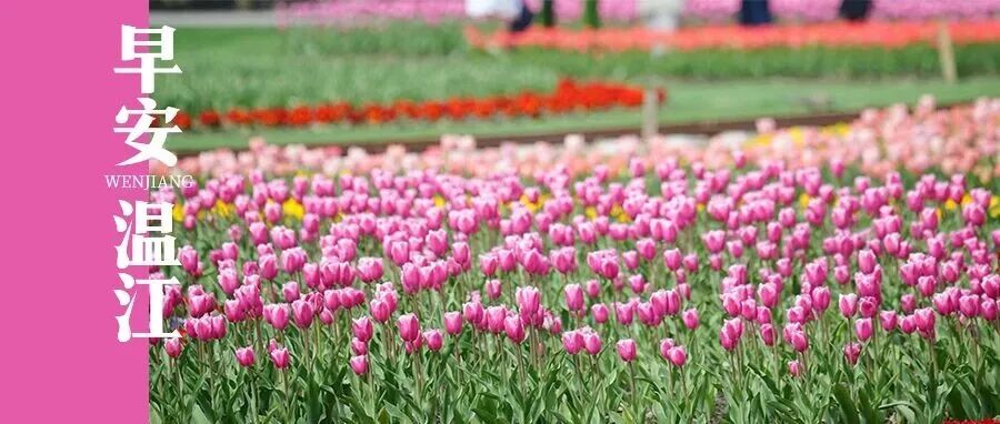 早安温江 | 体重管理纳入健康四川行动