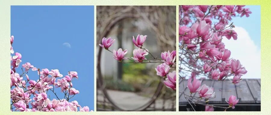 喜欢上温江的玉兰花，像呼吸一样简单~