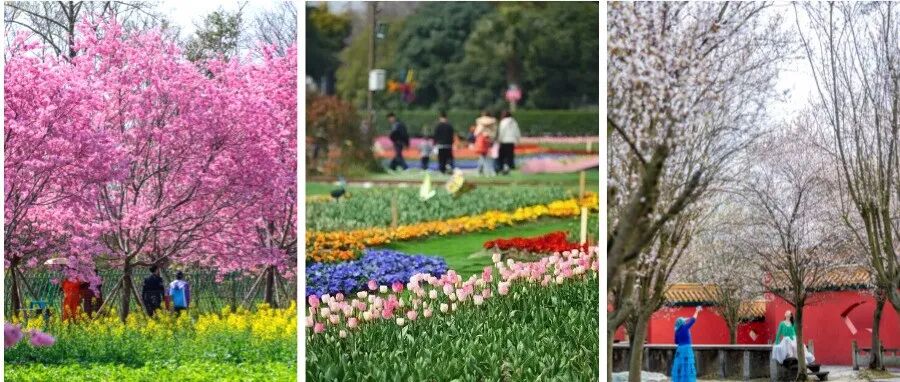从颜值到产值！温江繁花点亮春日经济