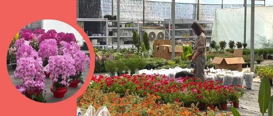 从年宵“爆款”到春日“热销”，南美园艺在温江“花”式绽放