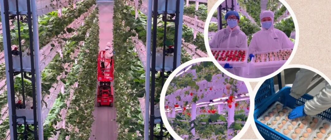 未下产线就被订空！温江这座智慧工厂的草莓有多香？