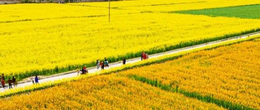 超出片！温江这片彩色花海开的正好，快冲～