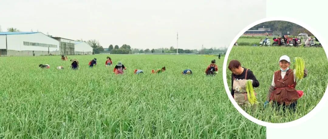 抢“鲜”上市！温江春天的第一口脆嫩，你尝了吗？