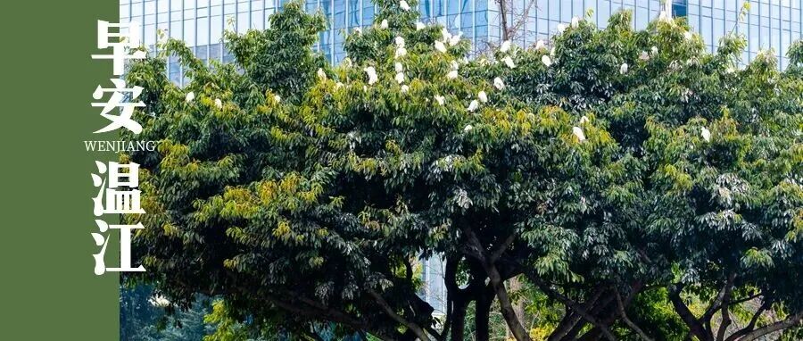 早安温江 | 四川将每年打造40个“蜀里安逸”消费新场景