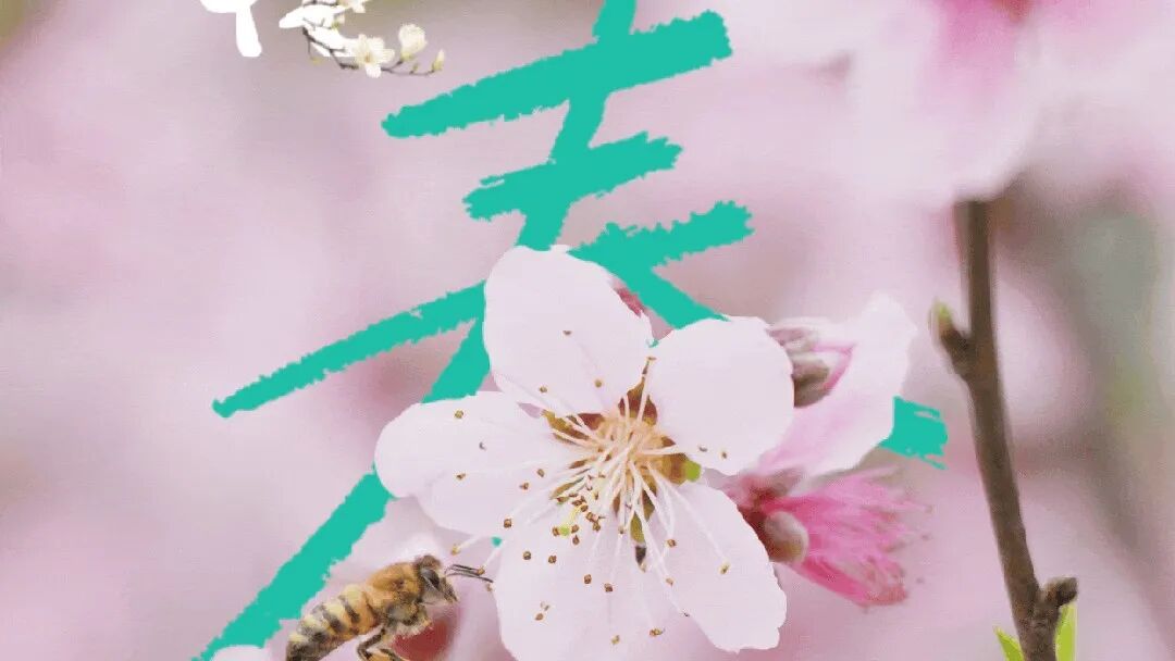 紧急通知：🌸温江桃花开了！