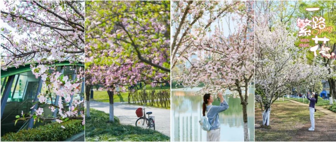 🤳垂丝海棠正盛！温江春日的粉色滤镜开启～