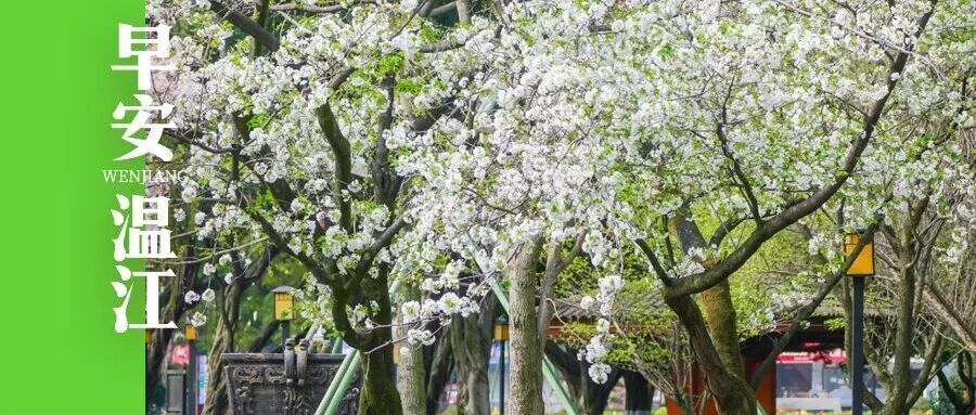 早安温江 | 3月26日开幕，成都糖酒会交通指南来了→