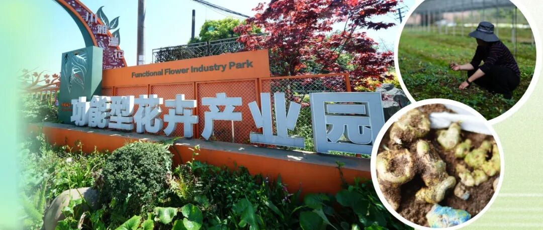 订单超3000万株！80万株温江种苗率先“动身”→