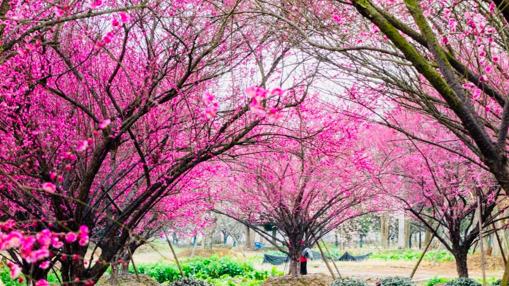 图说温江丨梅花压枝头  烂漫早春美尽收