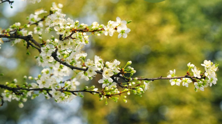 图说温江丨十里春风  唤醒温江春日影像诗