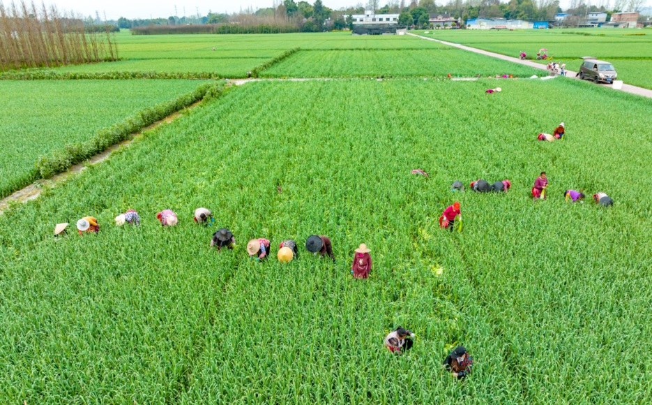 四川奋力推进乡村产业振兴（新时代新征程新伟业·坚定不移推动高质量发展）