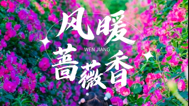 图说温江丨暮春日光长 风暖蔷薇香